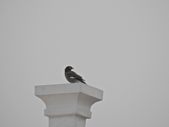 Acridotheres tristis