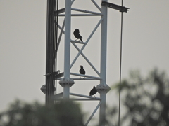 Acridotheres grandis