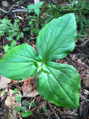 Melanthiaceae