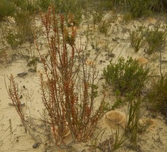 Gyrostemon australasicus