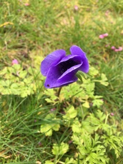 Anemone coronaria