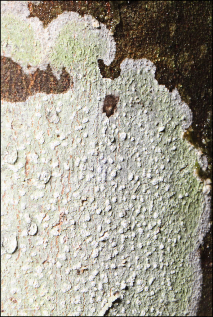 Lepra novaezelandiae