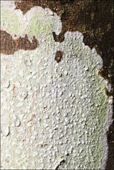 Lepra novaezelandiae