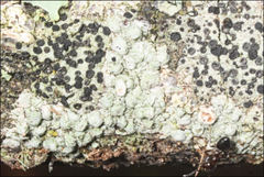 Pertusaria pertractata