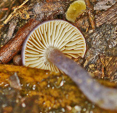 Inocybe violaceocaulis