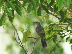 Cacomantis merulinus