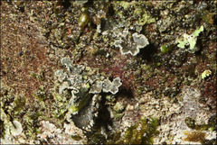 Sticta limbata