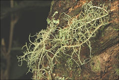 Usnea inermis