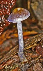 Inocybe violaceocaulis