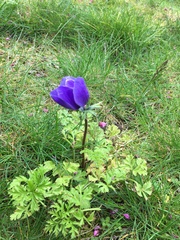 Anemone coronaria