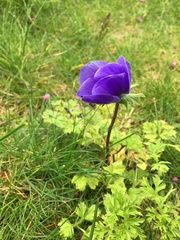 Anemone coronaria