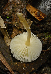 Leucoagaricus ooliekirrus