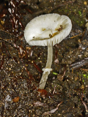 Leucoagaricus ooliekirrus