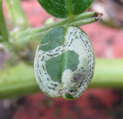 Liriomyza clianthi