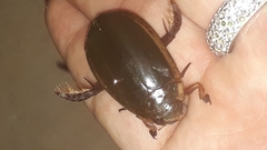 Megadytes lhermineri