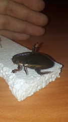 Megadytes lhermineri