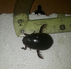 Megadytes lhermineri