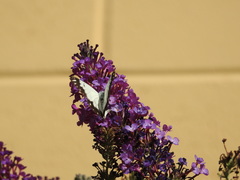 Belenois java teutonia