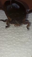 Megadytes lhermineri