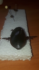 Megadytes lhermineri