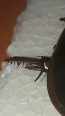 Megadytes lhermineri