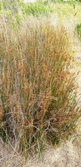 Juncus kraussii