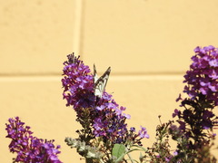 Belenois java teutonia