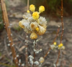 Chrysocephalum semipapposum