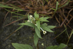 Ceropegia panchganiensis
