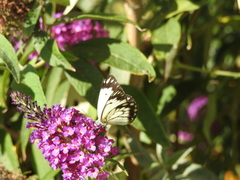 Belenois java teutonia