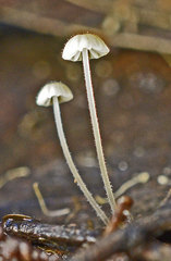 Mycena albidocapillaris