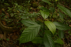 Dendrocnide sinuata
