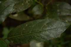 Diospyros paniculata