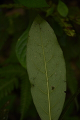 Diospyros paniculata