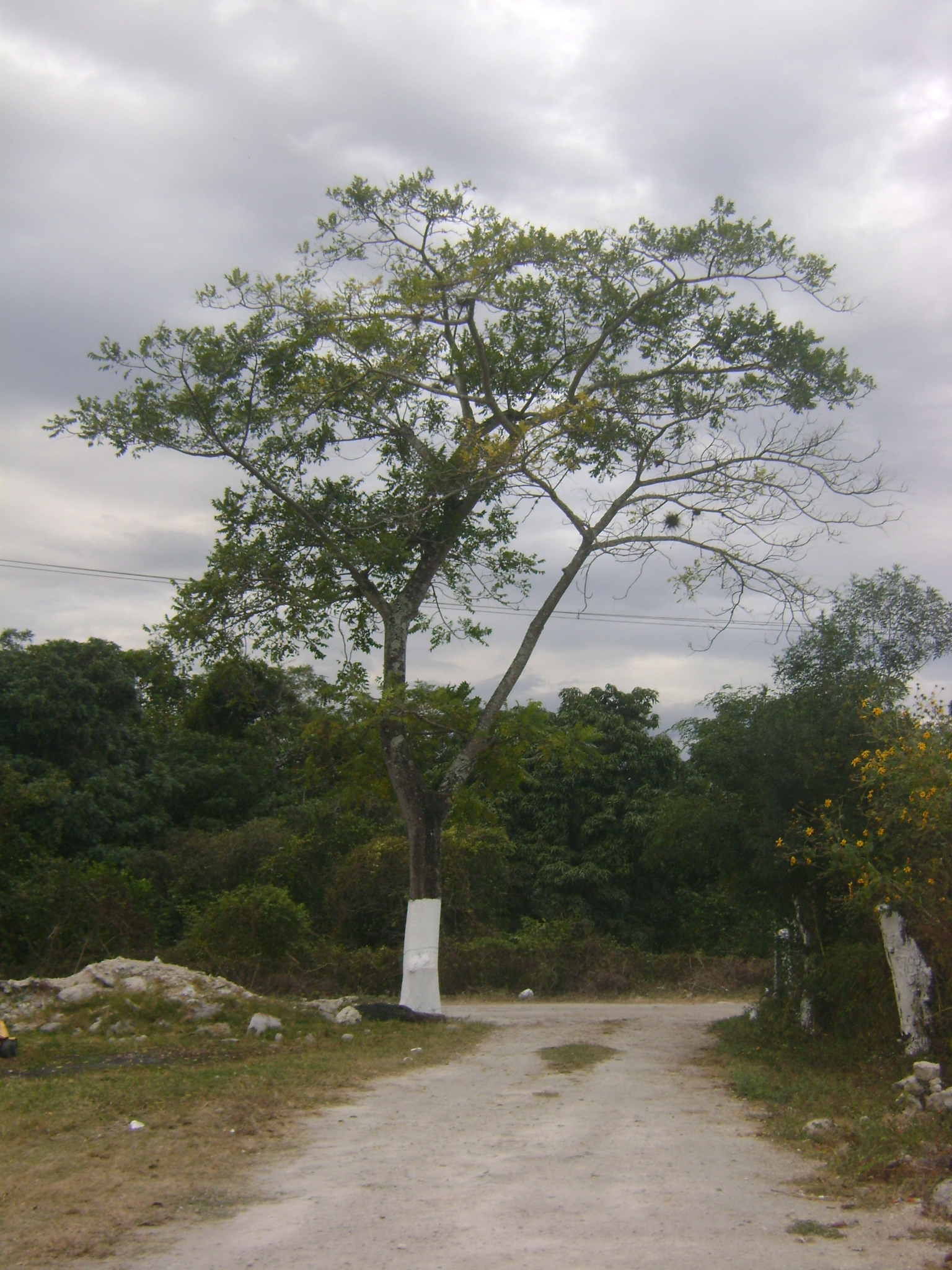Foto de Spondias radlkoferi Donn.Sm.