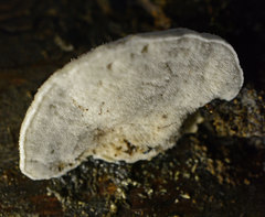 Postia lactea