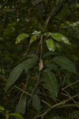 Epiprinus mallotiformis
