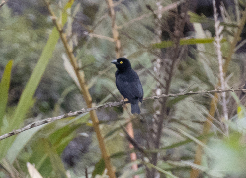 Vieillot's Black Weaver (Ploceus nigerrimus), photo 9