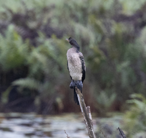 Reed Cormorant