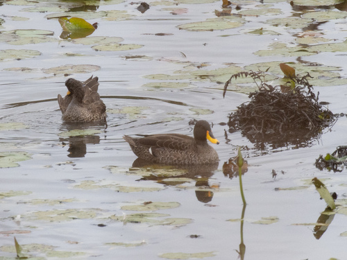 Yellow-billed Duck