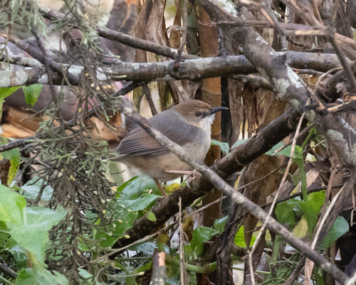 Singing Cisticola
