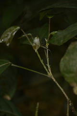 Epiprinus mallotiformis
