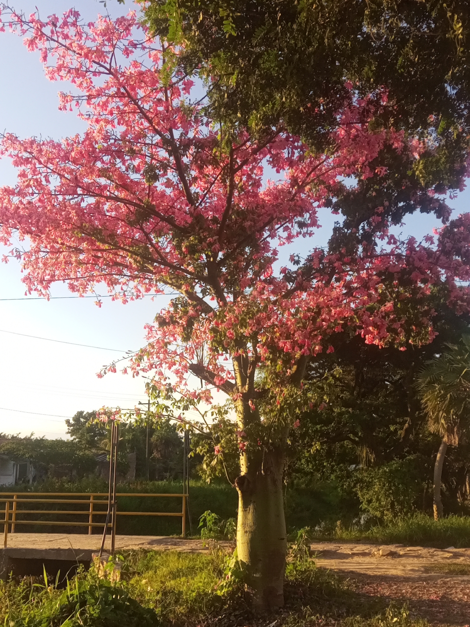 Ceiba camba Drawert, A.A.Angulo & Catari