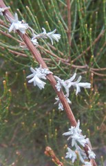 Chrysocephalum semipapposum