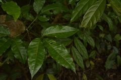 Melicope lunu-ankenda
