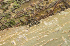 Polyrhachis cupreata