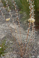 Chrysocephalum semipapposum