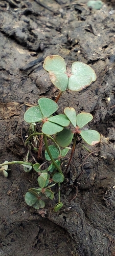 Marsilea strigosa (Marsilea strigosa)