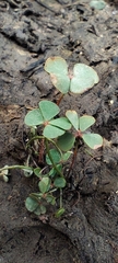 Marsilea strigosa