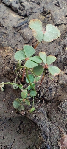 Marsilea strigosa, photograph 2